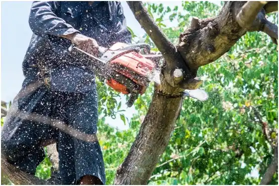 tree services Kingston